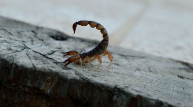 La Plata: ¿Cómo evitar picaduras de alacranes?