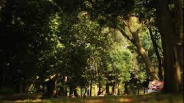 Lanzan un programa para crear bosques urbanos en toda la provincia