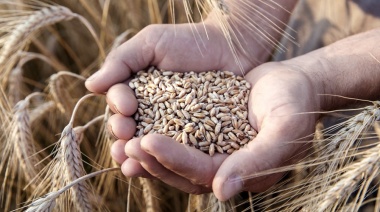 El precio internacional de los alimentos disminuyó por octavo mes consecutivo