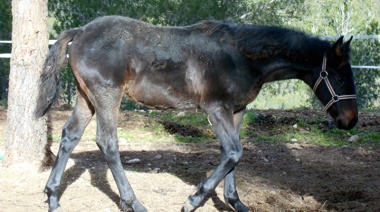 Del perejil a los caballos: Grabois tomó un centro de rehabilitación de equinos