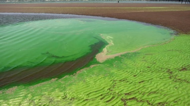 Crece la alerta por cianobacterias en balnearios del Río de la Plata y lagunas bonaerenses
