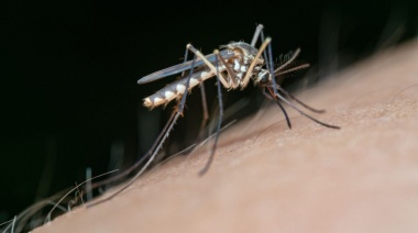 Dengue: Revelan por qué la variante que circula en Argentina es más contagiosa y mortal