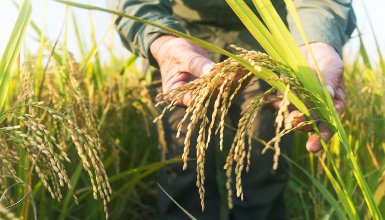 Crece la exportación agroindustrial