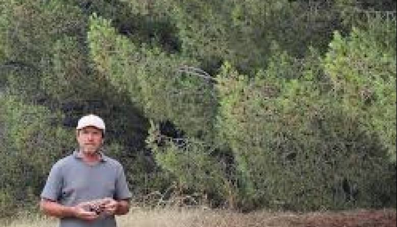 Del vivero de Claromecó al mercado europeo: el pino piñonero bonaerense consolida sus exportaciones