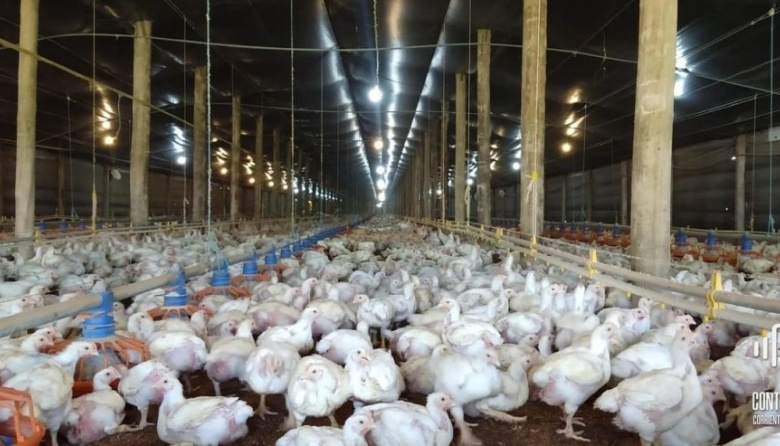 El SENASA extrema controles para blindar el estatus de "país libre" de influenza aviar