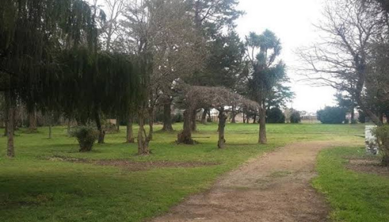 La Municipalidad de Tres Arroyos apoyará la investigación judicial por podas irregulares