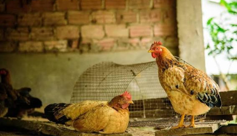 Detectan un caso de influenza aviar en aves de traspatio en Ezeiza y el Senasa activó las medidas de biocontención