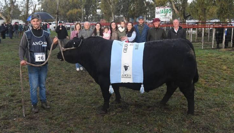 Ingresó el primer reproductor a la 142ª Exposición de la Sociedad Rural de Bahía Blanca