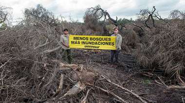 Greenpeace denunció ante la Corte Suprema un aumento de la deforestación durante la cuarentena