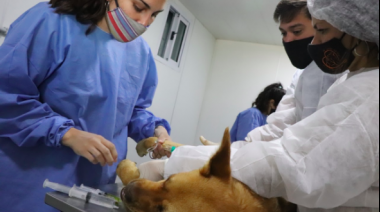 Más de 6.000 perros y gatos fueron vacunados contra la rabia
