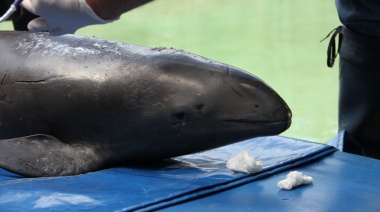 Liberan en Mar Del Plata a una marzopa