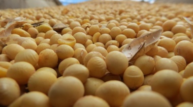 Argentina volverá a ser en 2021 el principal proveedor de harina y aceite de soja a nivel mundial
