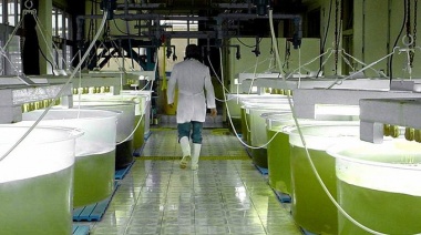 Biocombustibles: La Cámara del Senado aprobó el régimen de promoción industrial