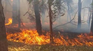Incendio de grandes proporciones en el Parque Pereyra Iraola