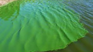 Alertan la presencia de cianobacterias en el Río de la Plata y Ensenada