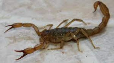Aparición de escorpiones y alacranes venenosos