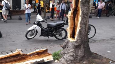 Conmoción en el centro platense: Un árbol cayó sobre una señora