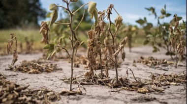 Se declaró emergencia y desastre agropecuario por la sequía