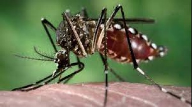 Preocupación por el aumento de casos de dengue en PBA