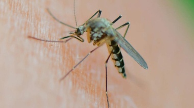 ¿Por qué hay tantos mosquitos en el AMBA y qué dice el Gobierno al respecto?
