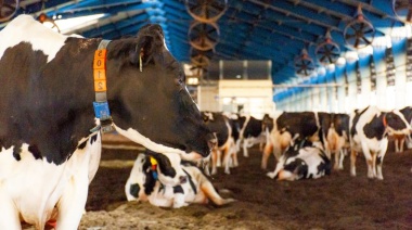 Desde que asumió Milei cerraron más de 1000 tambos en el país