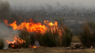 En el río Paraná los focos de incendio aumentaron un 75%