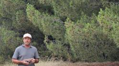 Del vivero de Claromecó al mercado europeo: el pino piñonero bonaerense consolida sus exportaciones