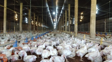 El SENASA extrema controles para blindar el estatus de "país libre" de influenza aviar