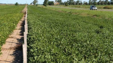 Proponen actualizar la regulación de la explotación agrícola en las banquinas del partido