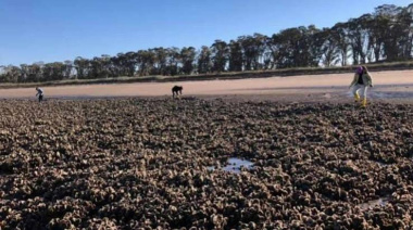 Hallan microplásticos en el 86 % de las ostras en Bahía Blanca y el sudoeste bonaerense