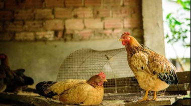 Detectan un caso de influenza aviar en aves de traspatio en Ezeiza y el Senasa activó las medidas de biocontención