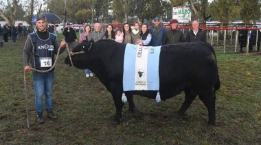 Ingresó el primer reproductor a la 142ª Exposición de la Sociedad Rural de Bahía Blanca