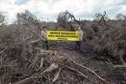 Greenpeace denunció ante la Corte Suprema un aumento de la deforestación durante la cuarentena