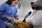 Más de 6.000 perros y gatos fueron vacunados contra la rabia