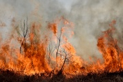 “Las emisiones por los incendios en el delta equivalen a más de 700 mil autos circulando un año”