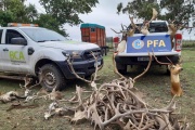 Rescataron más de 300 animales en cautiverio en un predio rural