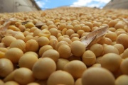 Argentina volverá a ser en 2021 el principal proveedor de harina y aceite de soja a nivel mundial