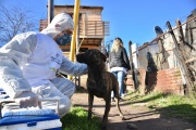 La Plata: reiteran protocolo de acción para casos de maltrato animal