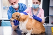 La Plata: vacunación antirrábica gratuita para mascotas