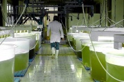 Biocombustibles: La Cámara del Senado aprobó el régimen de promoción industrial