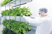 La vacuna vegetal contra el COVID-19 ya está en fase tres
