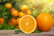 El Banco Alimentario realizará mermeladas con el fruto de los naranjos de la vía pública