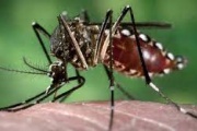 Preocupación por el aumento de casos de dengue en PBA
