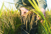 Crece la exportación agroindustrial