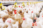 Se suspenden las exportaciones de productos avícolas