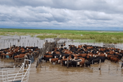 La inundaciones en Buenos Aires resultan en una situación “sumamente crítica”