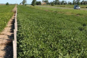 Proponen actualizar la regulación de la explotación agrícola en las banquinas del partido