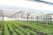 La provincia de Buenos Aires realizará un Censo Hortiflorícola