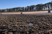 Hallan microplásticos en el 86 % de las ostras en Bahía Blanca y el sudoeste bonaerense