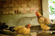 Detectan un caso de influenza aviar en aves de traspatio en Ezeiza y el Senasa activó las medidas de biocontención